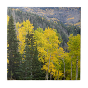 Aspen Trees (Populus Tremuloides) And Conifers 2 Tile