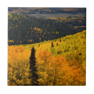 Aspen Trees (Populus Tremuloides) And Conifers Tile