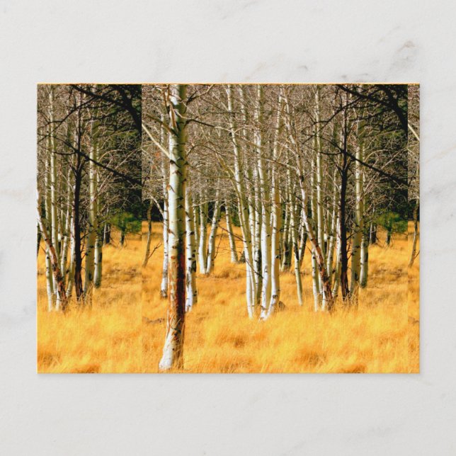 aspen trees postcard (Front)