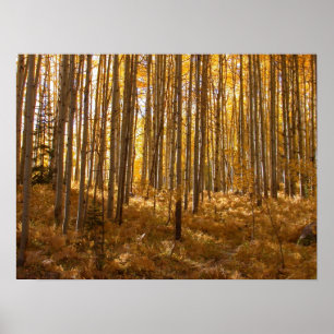 Aspen Trees Poster