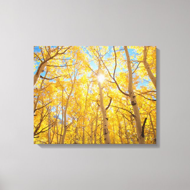 Aspen Trees | Sierra Nevada Mountains, CA Canvas Print (Front)