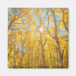 Aspen Trees   Sierra Nevada Mountains, CA Magnet