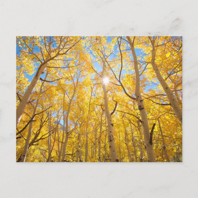 Aspen Trees | Sierra Nevada Mountains, CA Postcard (Front)