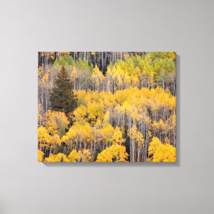 Aspen Trees White River National Forest Canvas Print