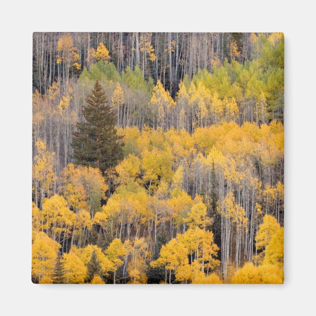 Aspen Trees | White River National Forest Magnet (Front)