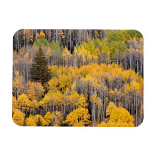 Aspen Trees   White River National Forest Magnet