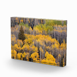 Aspen Trees White River National Forest Photo Block