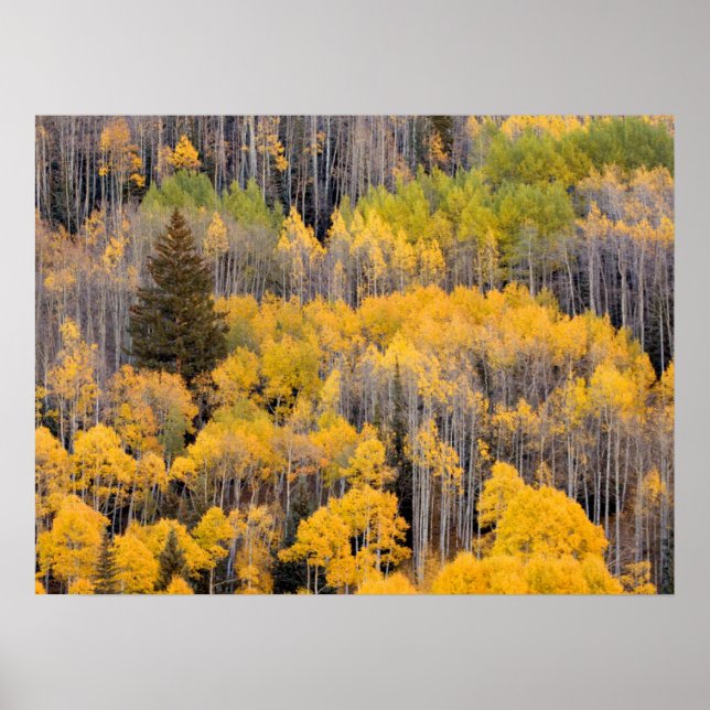Aspen Trees | White River National Forest Poster (Front)
