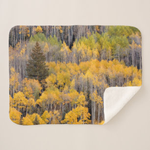 Aspen Trees   White River National Forest Sherpa Blanket