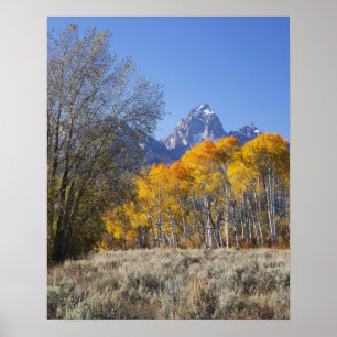 Aspen trees with the Teton mountain range 3 Poster
