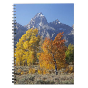 Aspen trees with the Teton mountain range 6 Notebook