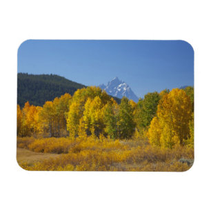 Aspen trees with the Teton mountain range 7 Magnet