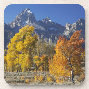 Aspen trees with the Teton mountain range Coaster
