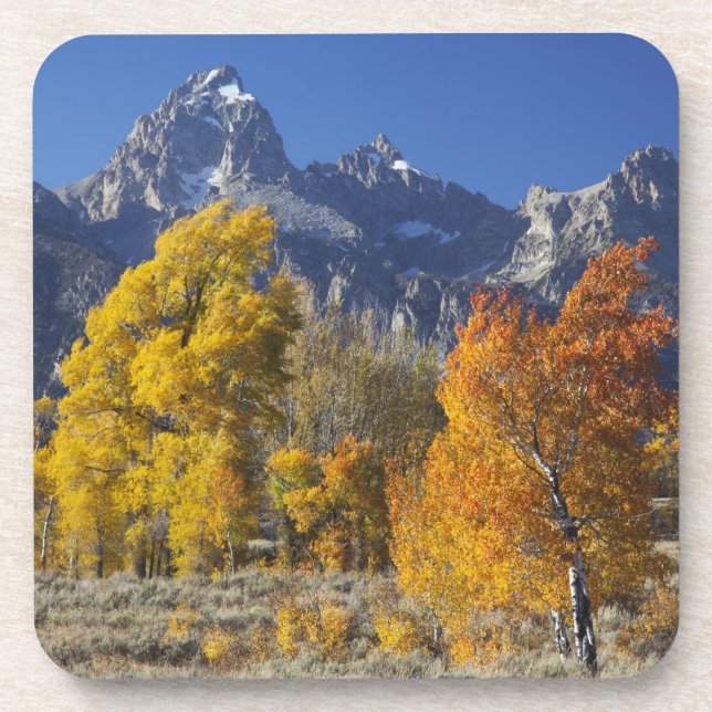 Aspen trees with the Teton mountain range Coaster (Front)