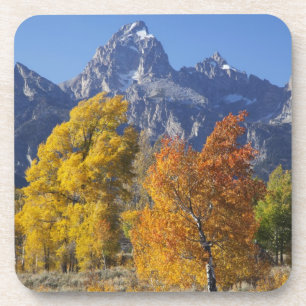 Aspen trees with the Teton mountain range Coaster