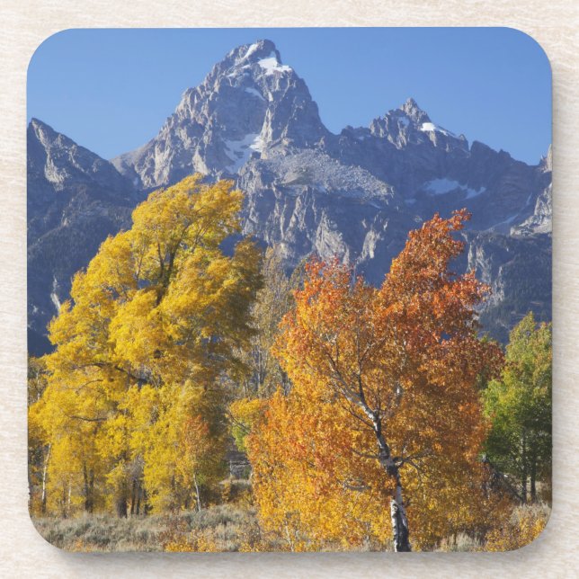 Aspen trees with the Teton mountain range Coaster (Front)