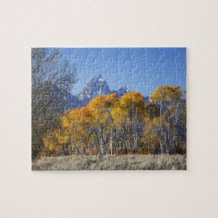 Aspen trees with the Teton mountain range Jigsaw Puzzle