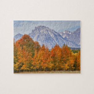 Aspen trees with the Teton mountain range Jigsaw Puzzle