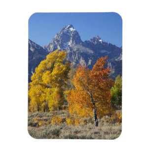 Aspen trees with the Teton mountain range Magnet