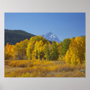Aspen trees with the Teton mountain range Poster