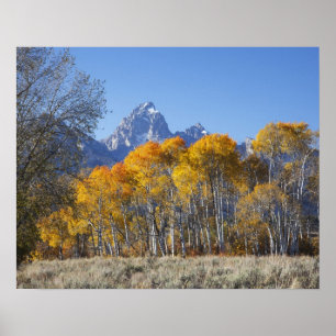 Aspen trees with the Teton mountain range Poster