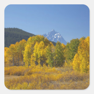 Aspen trees with the Teton mountain range Square Sticker