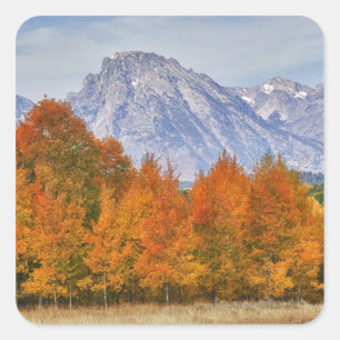 Aspen trees with the Teton mountain range Square Sticker