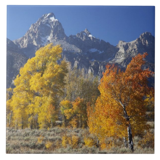 Aspen trees with the Teton mountain range Tile (Front)