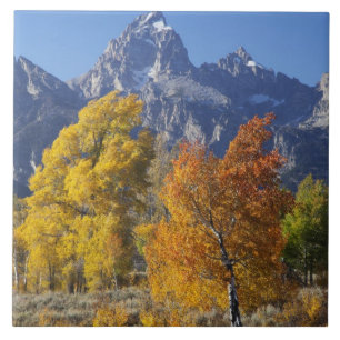 Aspen trees with the Teton mountain range Tile