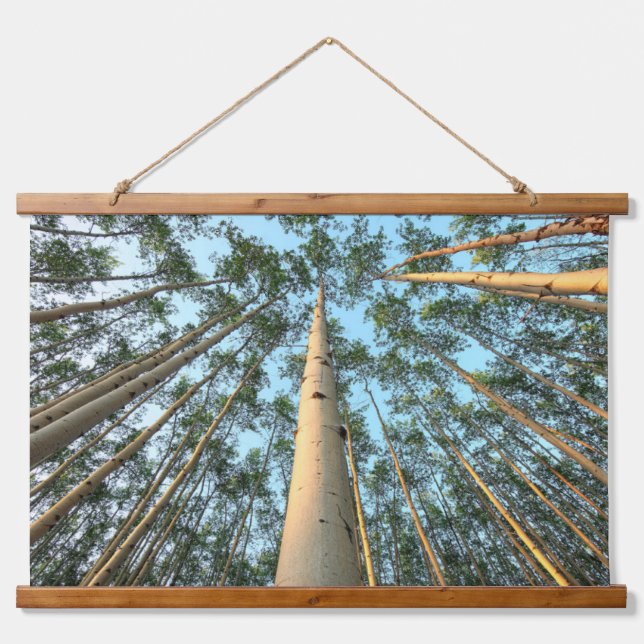 Aspen Trunks And Leaves, Yukon Hanging Tapestry (Front)