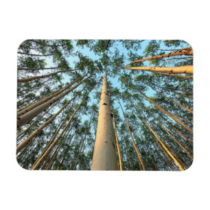Aspen Trunks And Leaves, Yukon Magnet