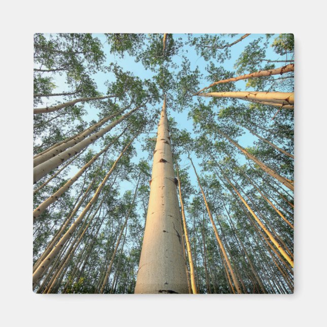 Aspen Trunks And Leaves, Yukon Magnet (Front)