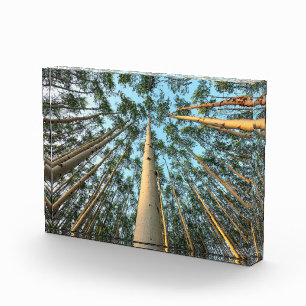 Aspen Trunks And Leaves, Yukon Photo Block