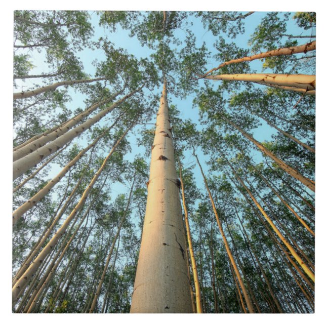 Aspen Trunks And Leaves, Yukon Tile (Front)