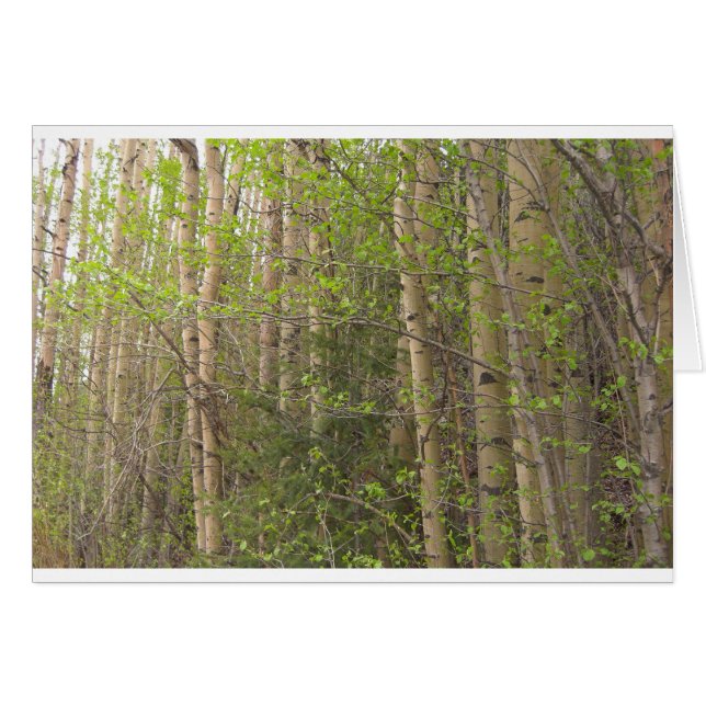 Aspens (Front Horizontal)
