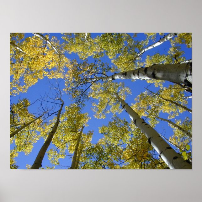Aspens from Below print (Front)