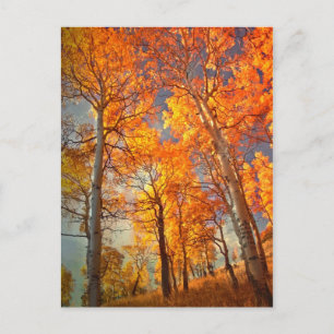 Aspens' Glory Postcard