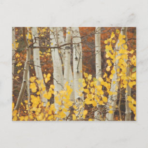 Aspens in Autumn Postcard