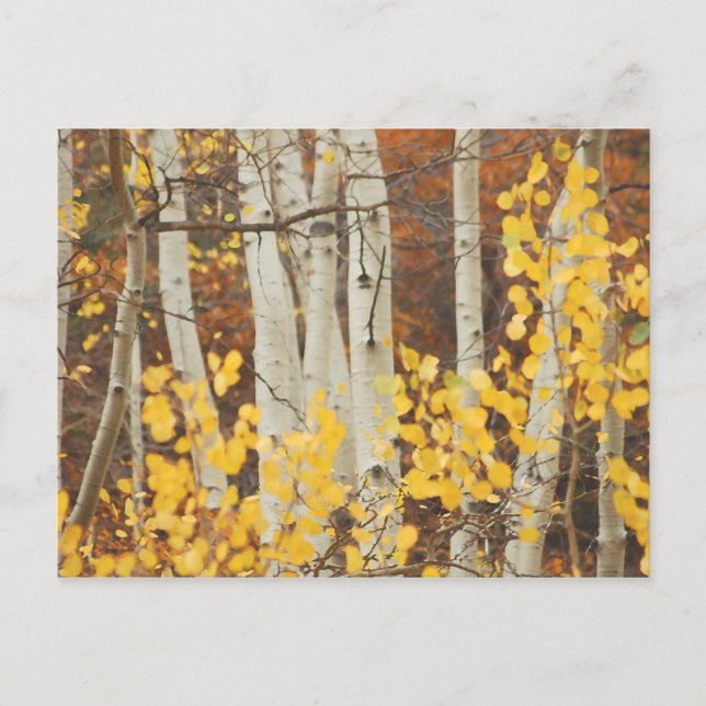 Aspens in Autumn Postcard (Front)