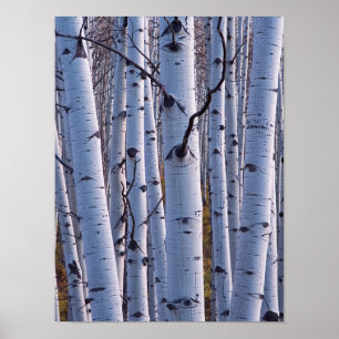 Aspens In Gunnison National Park Poster