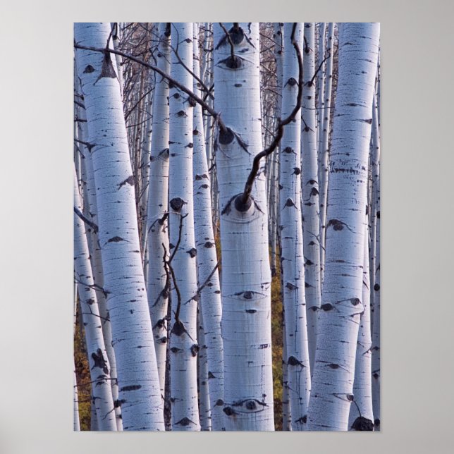 Aspens In Gunnison National Park Poster (Front)