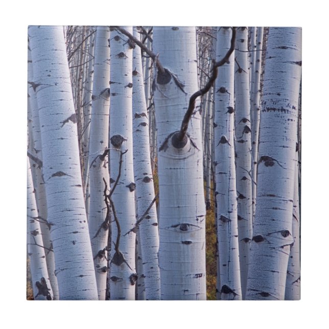 Aspens In Gunnison National Park Tile (Front)