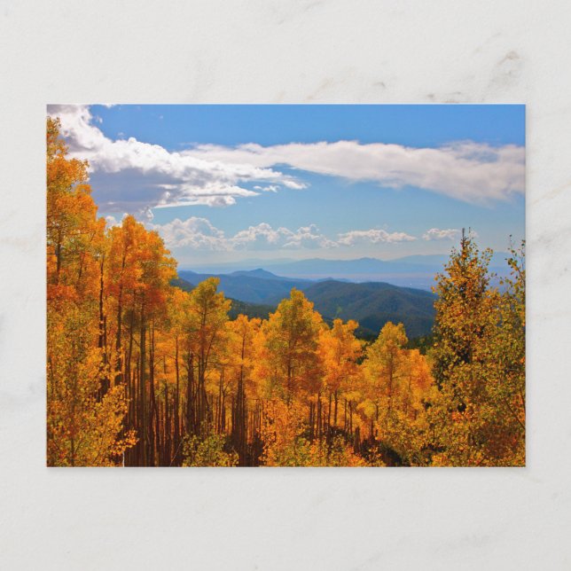 Aspens in New Mexico Postcard (Front)