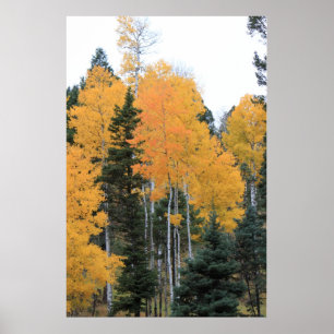 Aspens in Taos Pines Poster