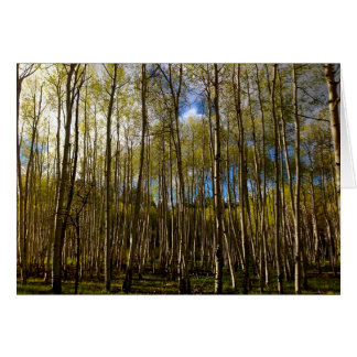 Aspens in the Brazos, New Mexico