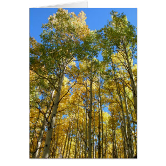Aspens in the Fall
