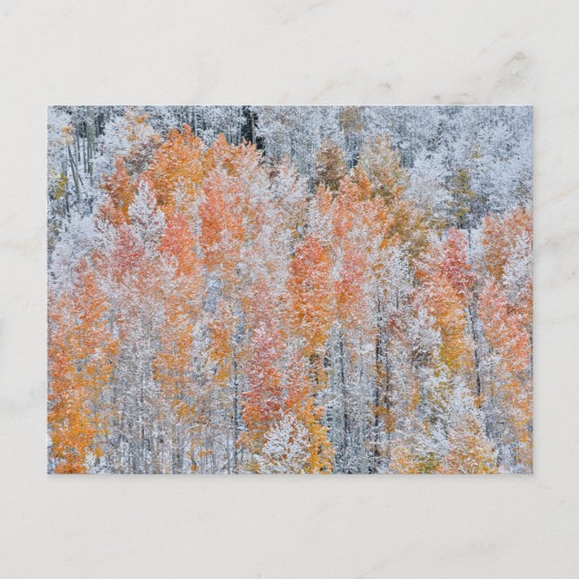 Aspens & Snow | Rocky Mountains, Colorado Postcard (Front)