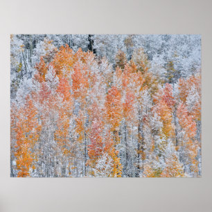 Aspens & Snow Rocky Mountains, Colorado Poster