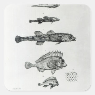 Aspidophorus Chiloensis and Agriopus Hispidus Square Sticker