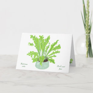 Asplenium Bird's nest fern - drawing on white.  Card